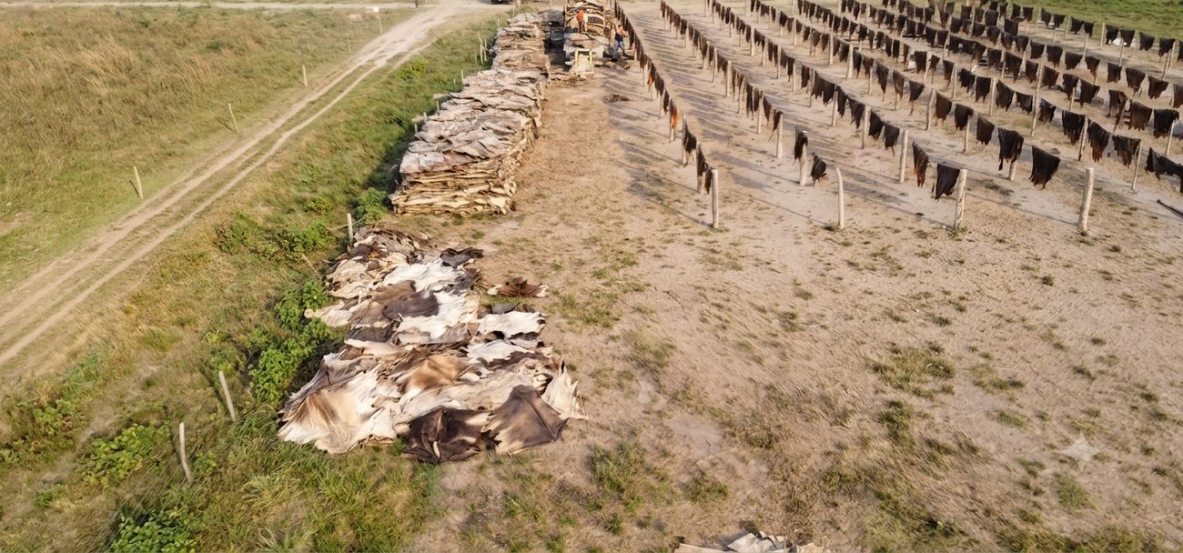 Hides cured and dried on racks at our own yard.
